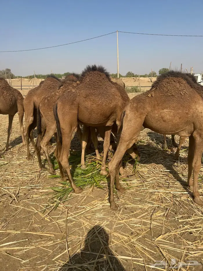 حشو بلدي سمان ونظاف في القنفذة حلي 1