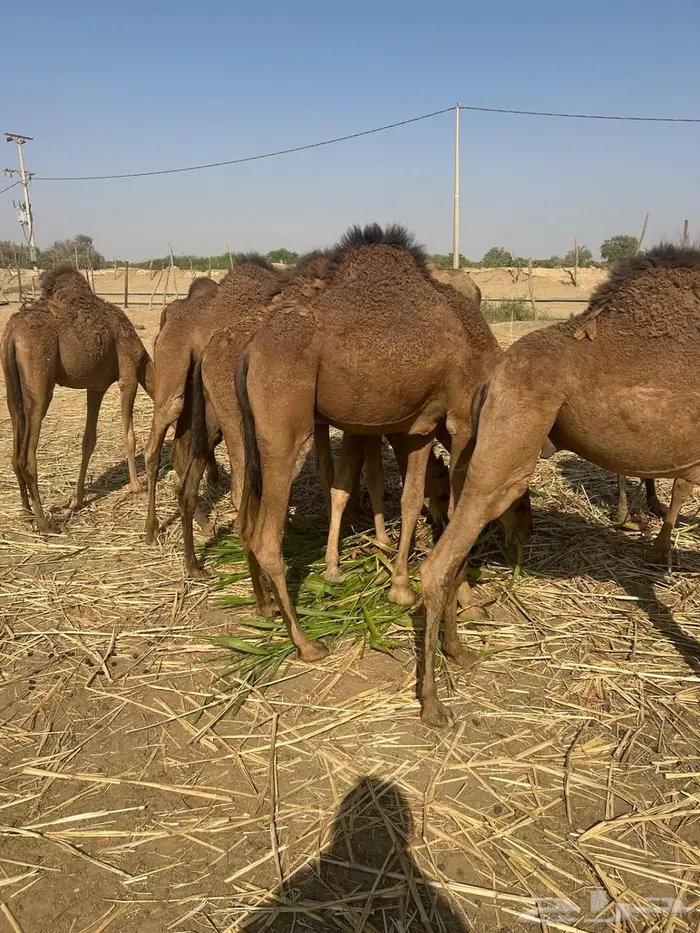 حشو بلدي سمان ونظاف في القنفذة حلي 2