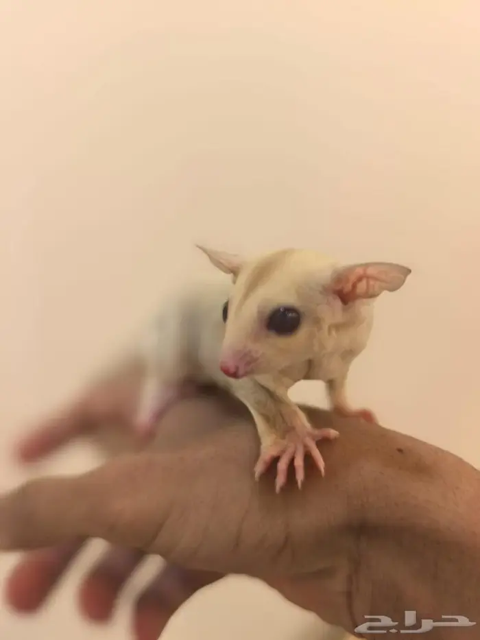 السنجاب الطائر شوقر قلايد اليف 2