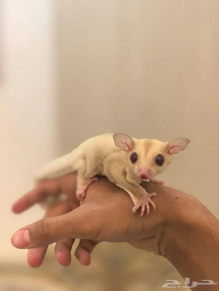 السنجاب الطائر شوقر قلايد اليف 1