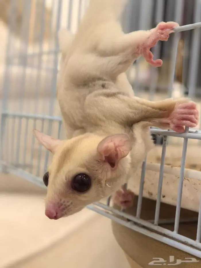 السنجاب الطائر شوقر قلايد اليف 0