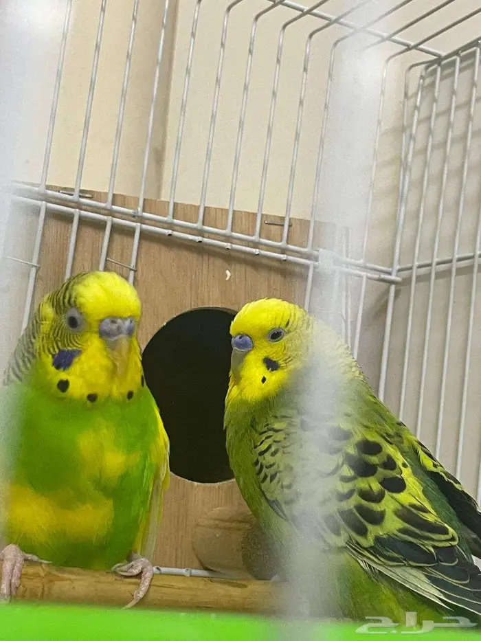 للبيع ببغاع زينه السعر 100 قابل للتفواض 0