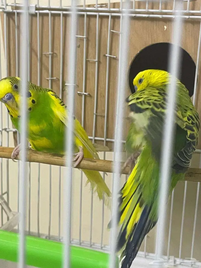 للبيع ببغاع زينه السعر 100 قابل للتفواض 2