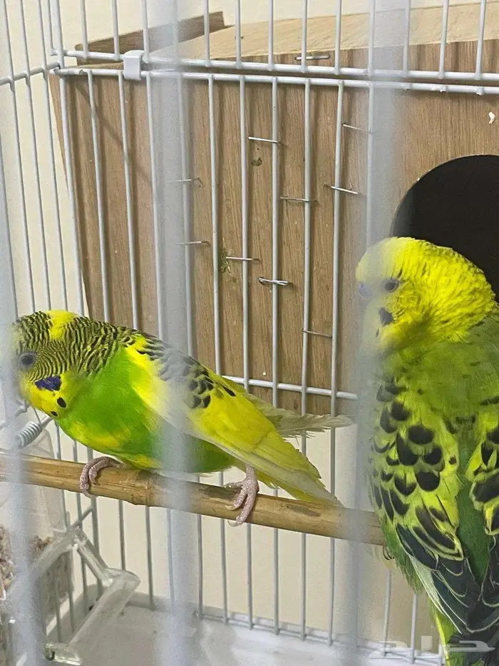 للبيع ببغاع زينه السعر 100 قابل للتفواض 1