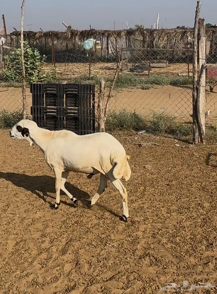 فحل بلدي مشروط 0