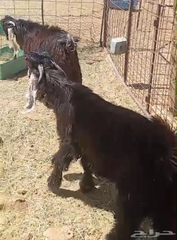 فحول عوارض صنف اصل 8