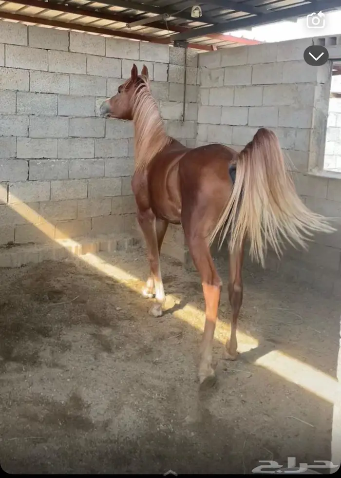 مهره شقراء العمر سنه تمتلك راس جميل لعوبه وشوال وشخره 0