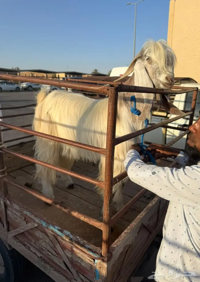 تيس فحل طيب 0