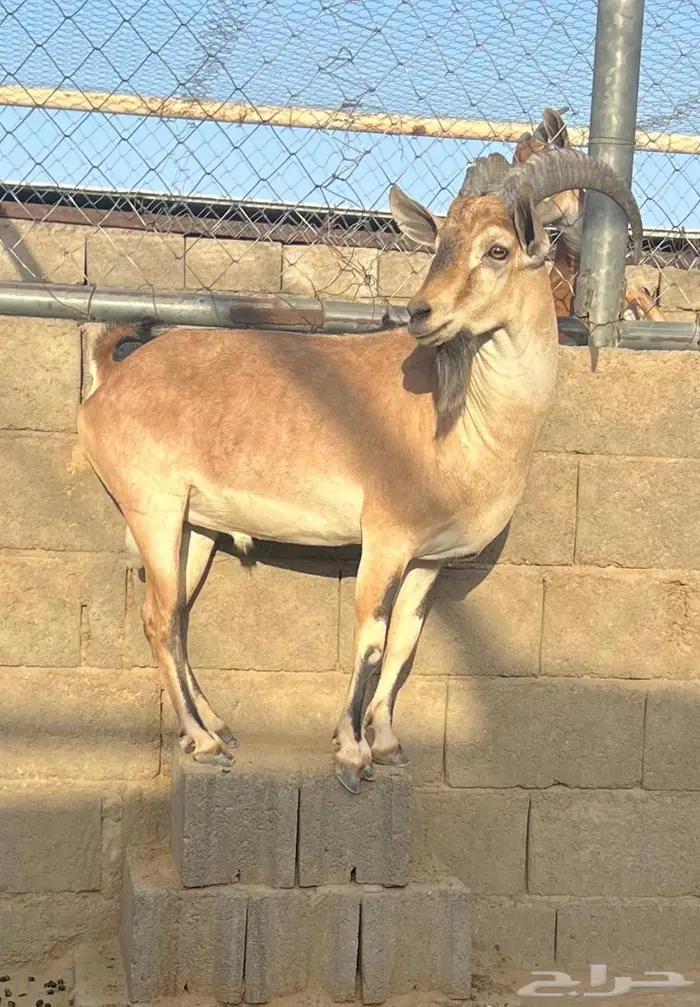 معزا حص جنوبيات لون الصيد هجين وعل مهجن 6