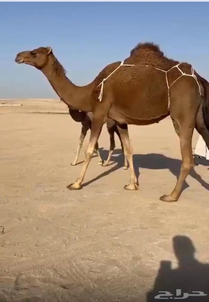 خلفة ساحلية مصغر رباع 2