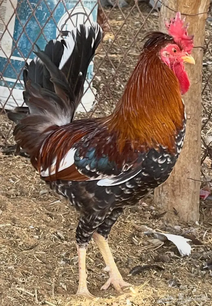 ديك بلدي ترثة سلالة صافية أفرق ماكنتوش العمر فوق 6 شهور 2