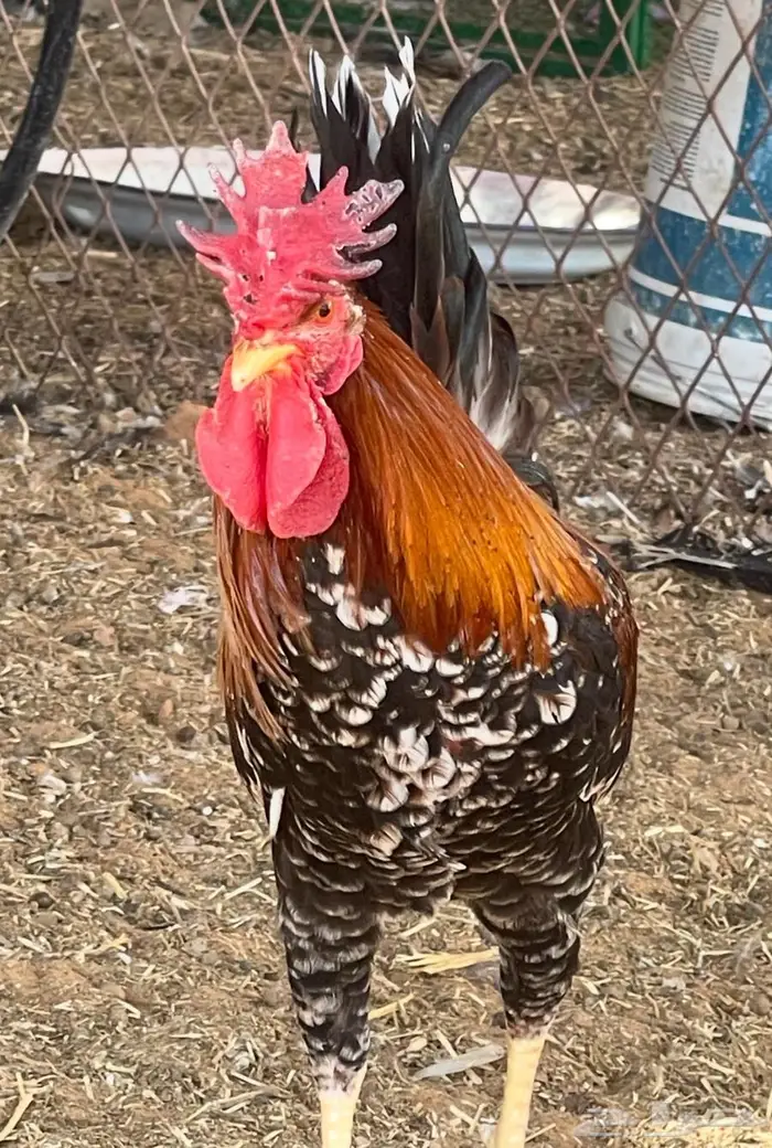 ديك بلدي ترثة سلالة صافية أفرق ماكنتوش العمر فوق 6 شهور 4