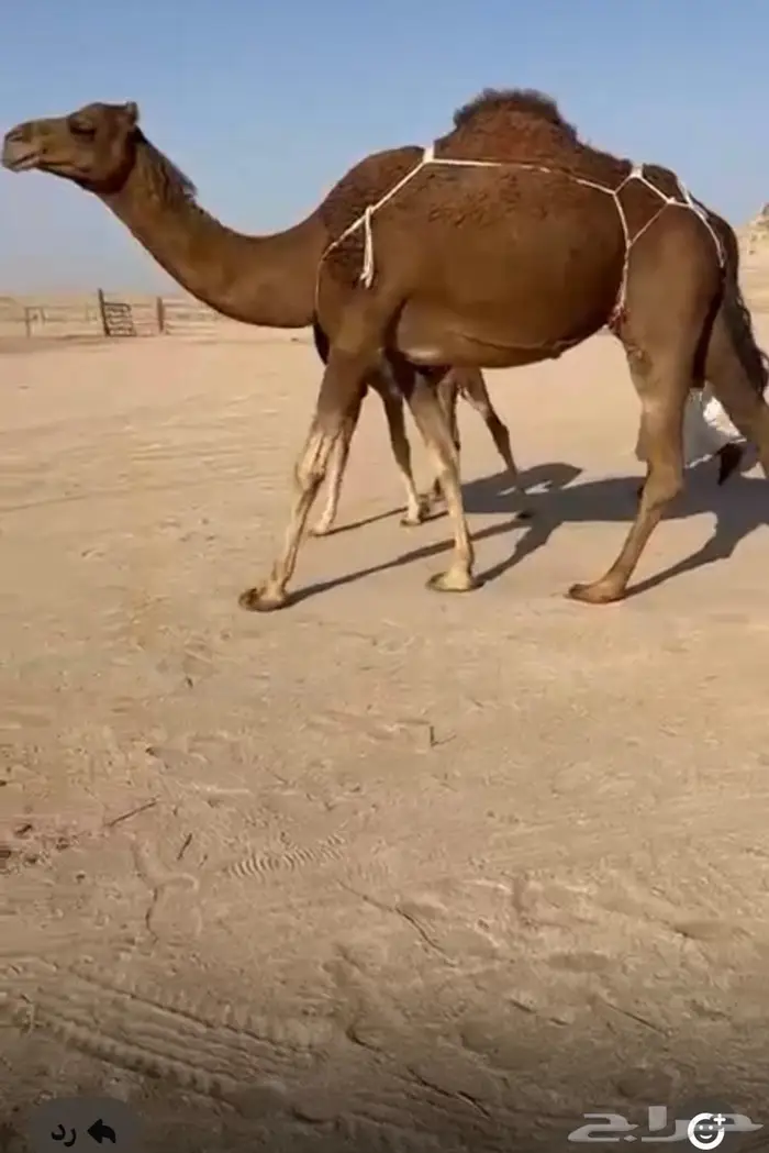 خلفة ساحلية مصغر رباع 0