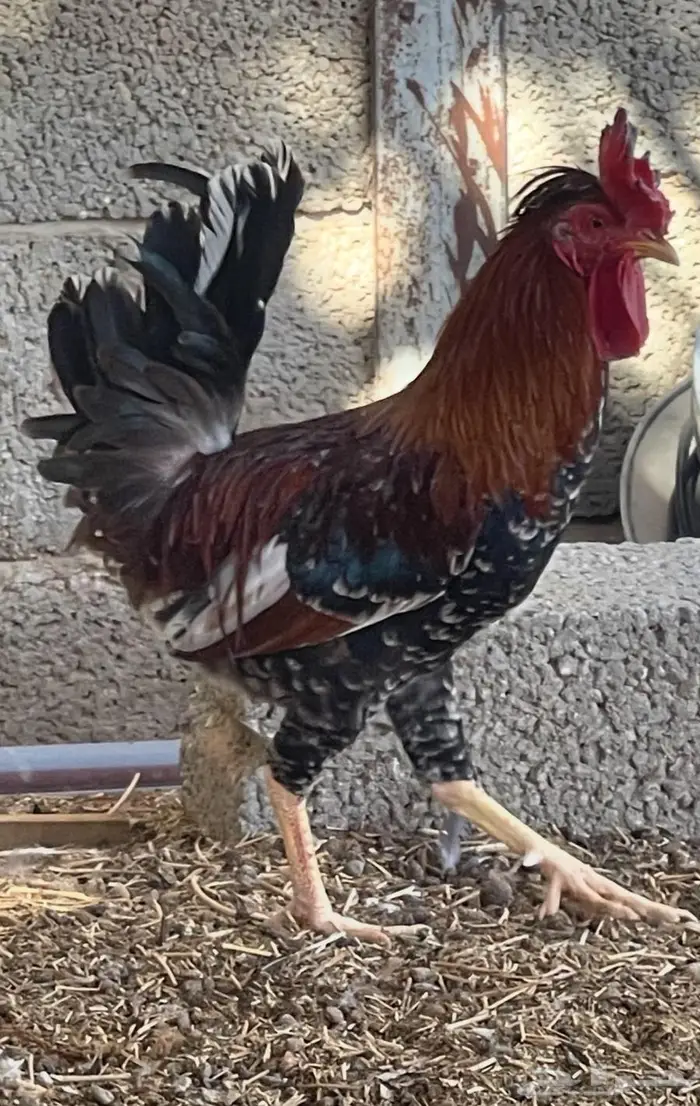 ديك بلدي ترثة سلالة صافية أفرق ماكنتوش العمر فوق 6 شهور 1