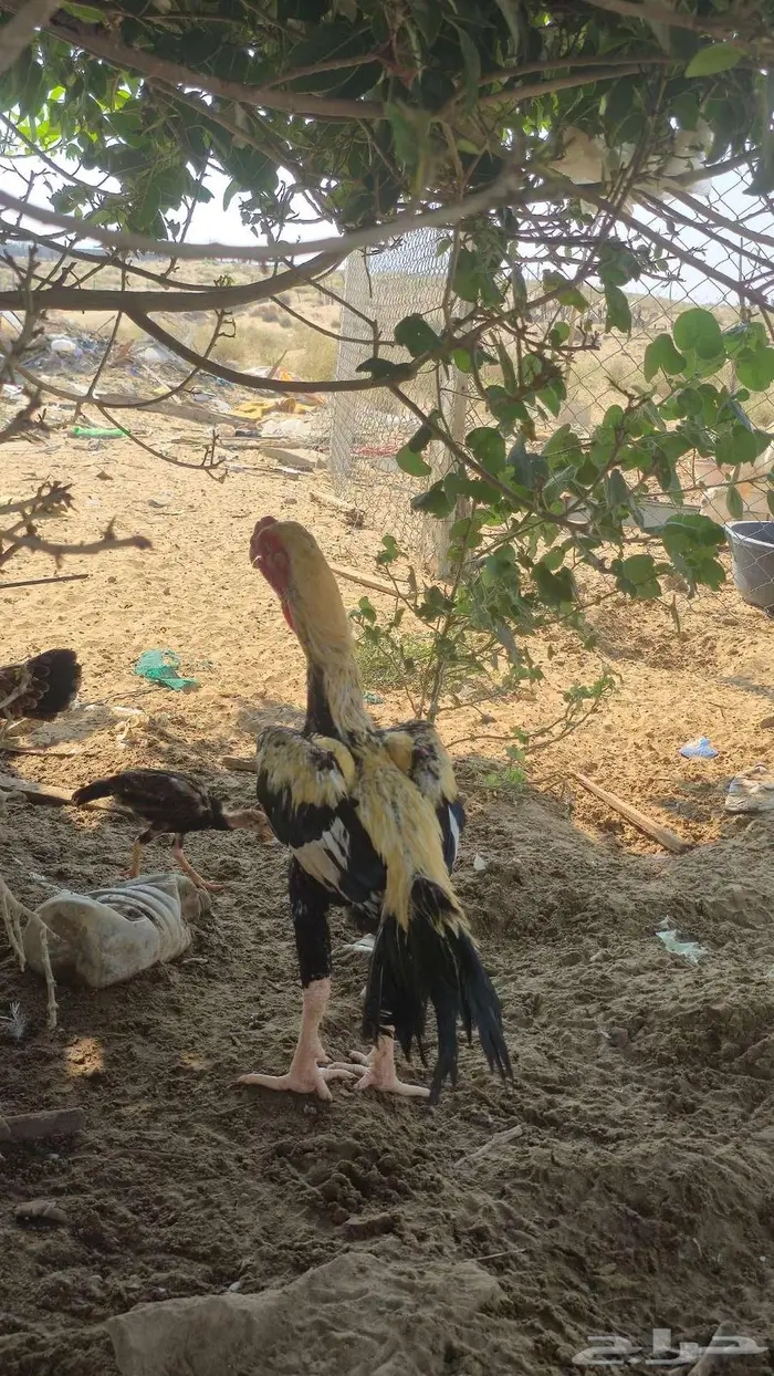 ديك ودجاجه فارسي اخوان 5