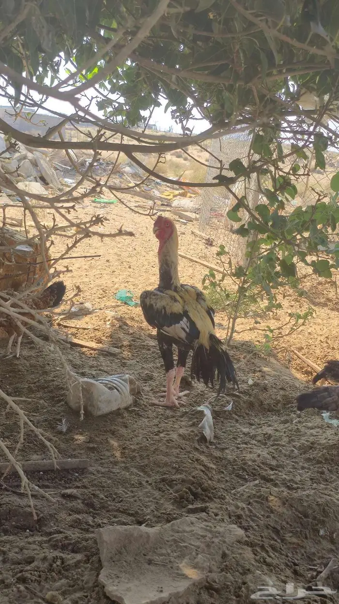 ديك ودجاجه فارسي اخوان 4