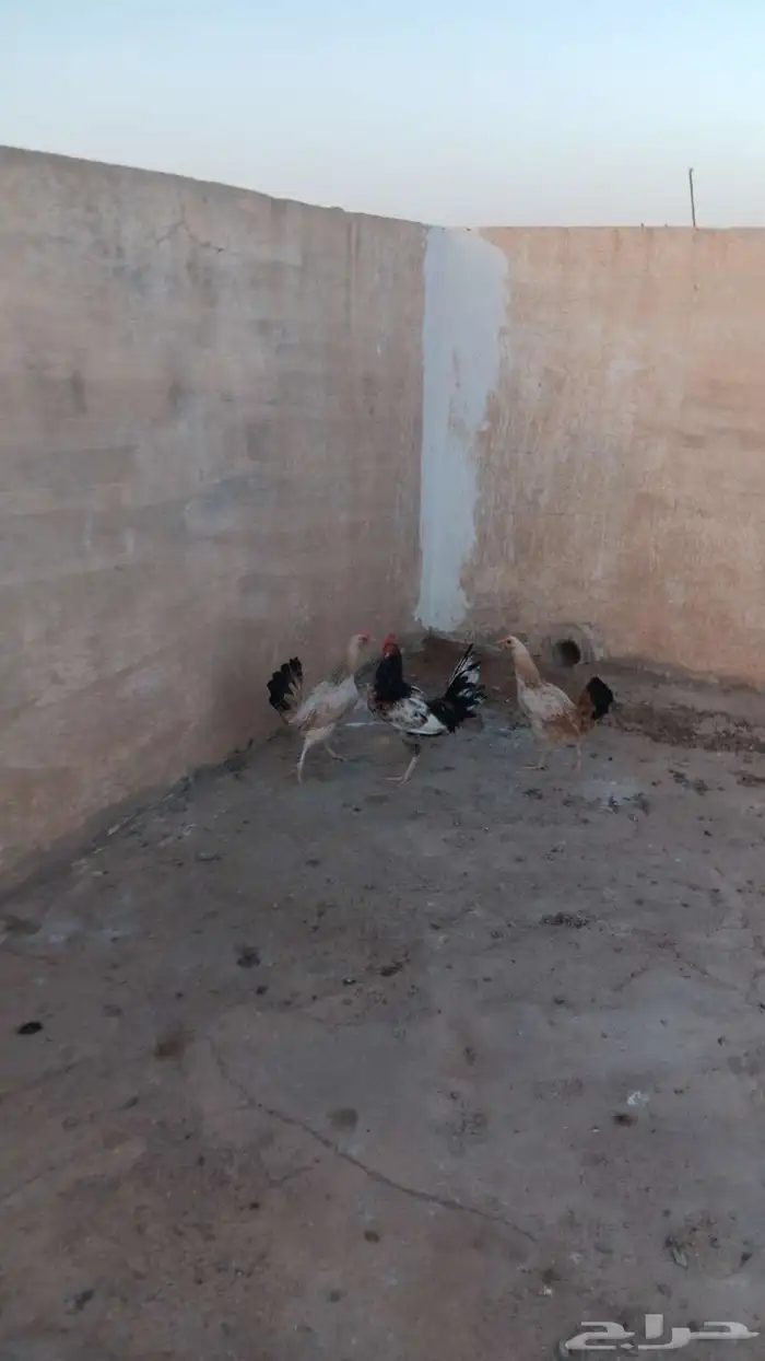 دجاج2 وديك للبيع 2