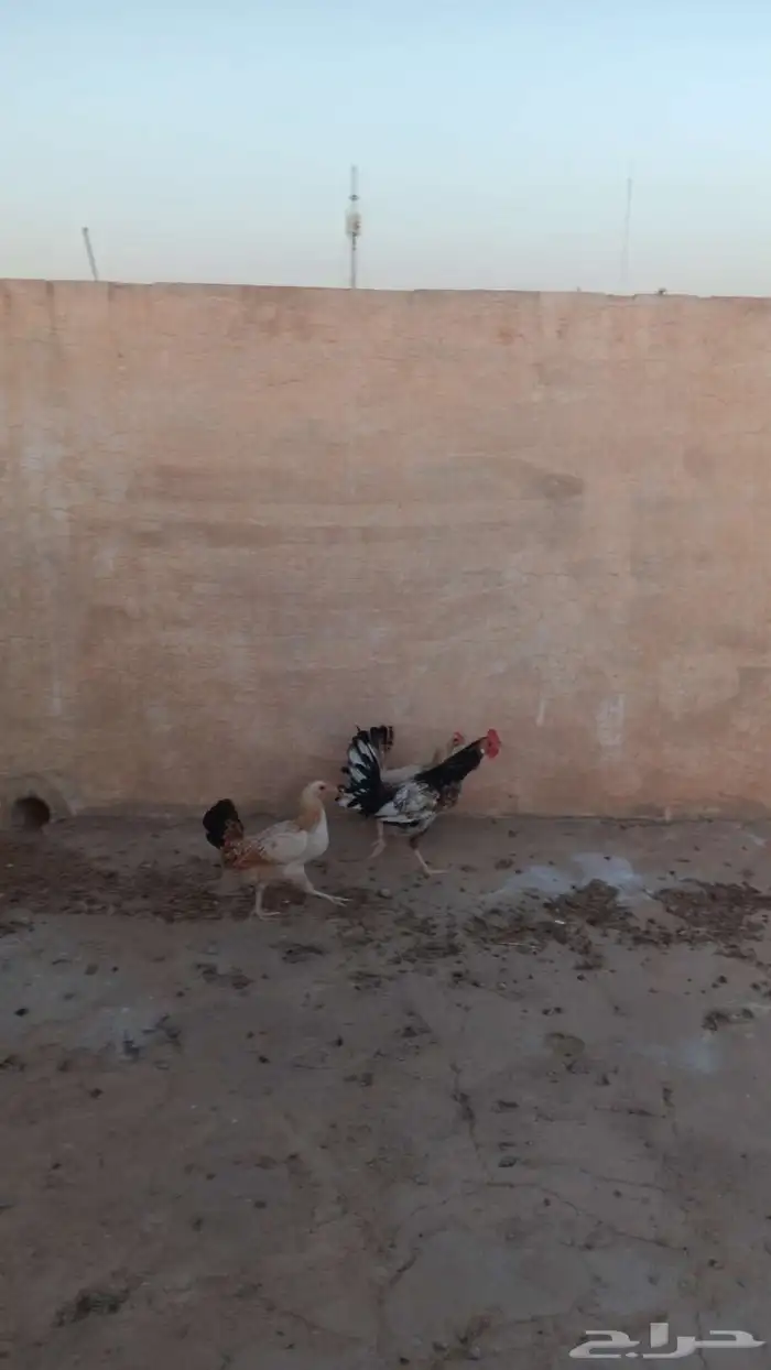 دجاج2 وديك للبيع 1