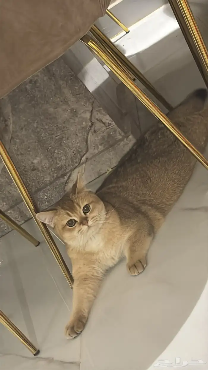 قط سكوتش ستريت للتزاوج مسجل مستوى عالي مستورد 2