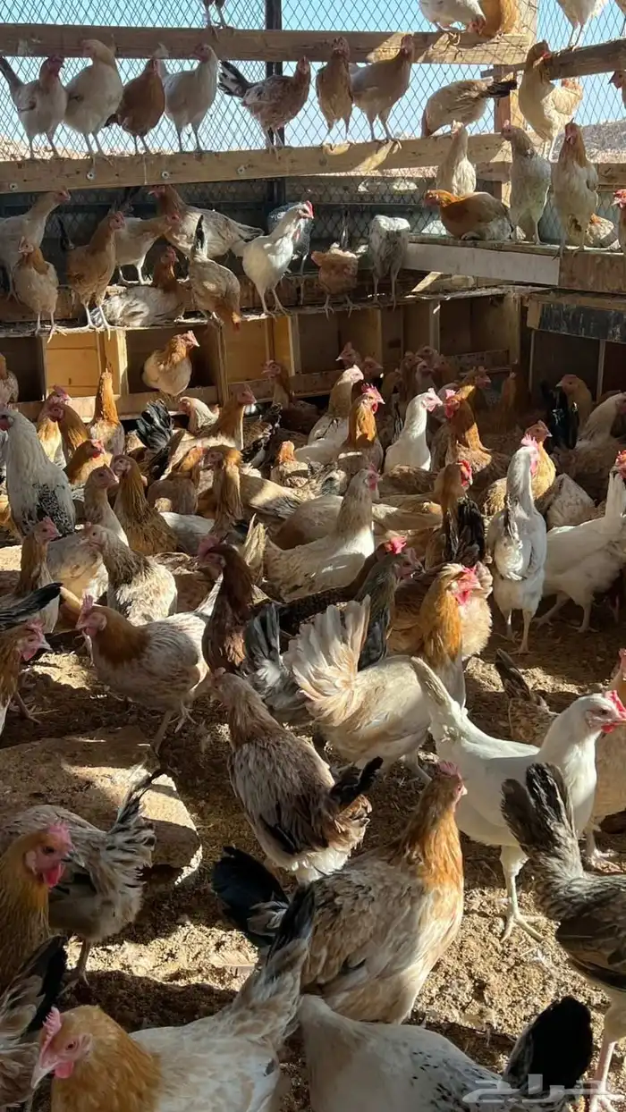 دجاج بلدي بياض 4