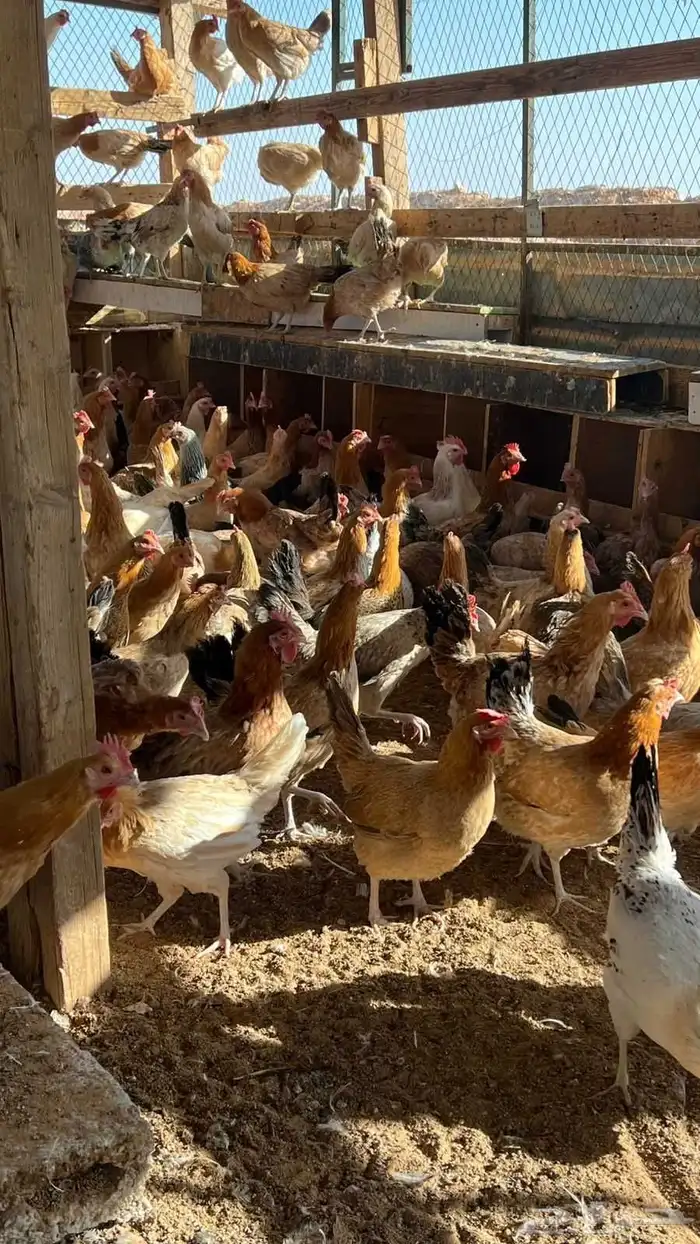 دجاج بلدي بياض 2