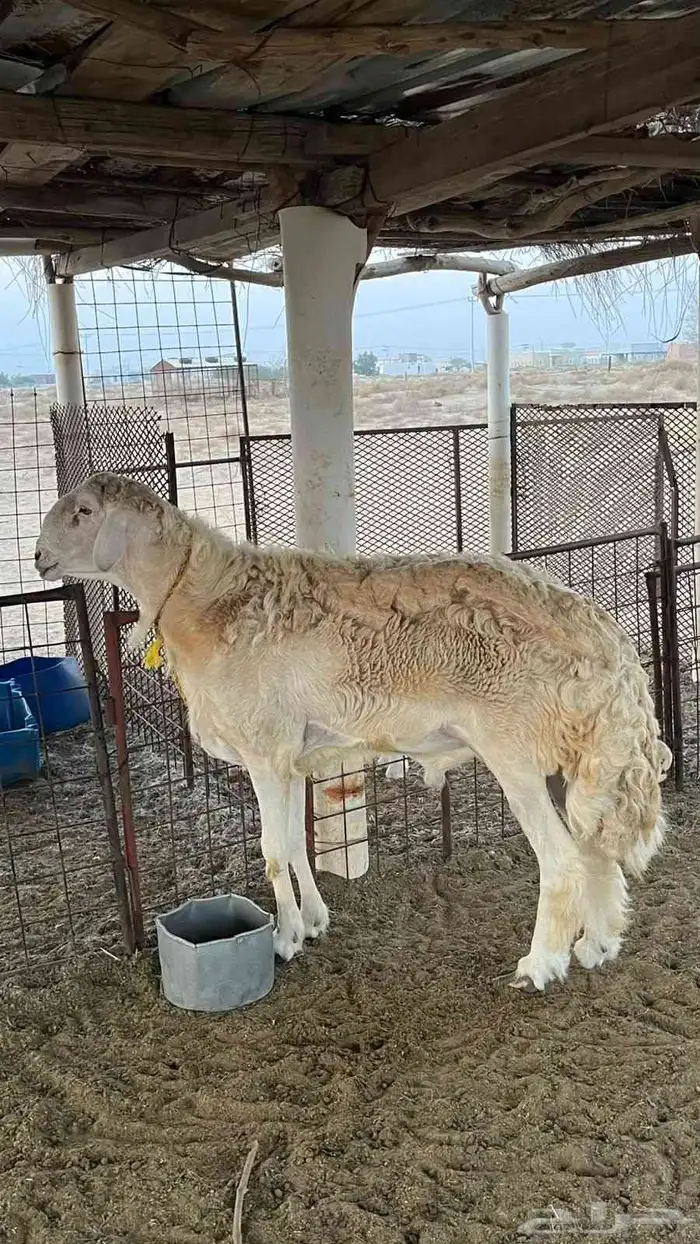 طلي حري 1