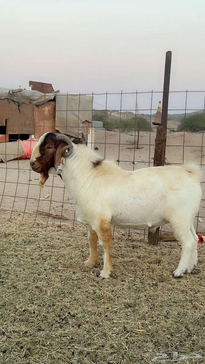 فحل بورقيت بيور صافي 1