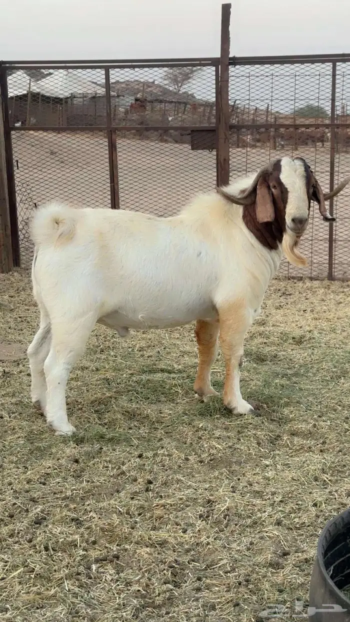 فحل بورقيت بيور صافي 5