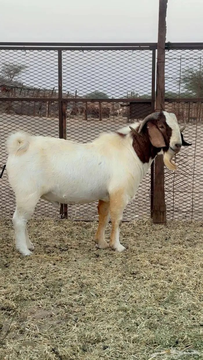 فحل بورقيت بيور صافي 2