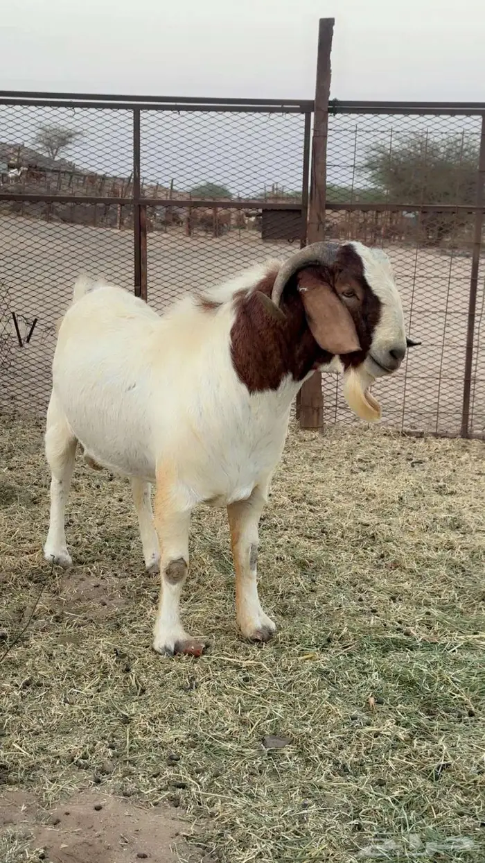 فحل بورقيت بيور صافي 3