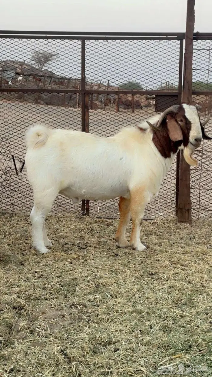 فحل بورقيت بيور صافي 0