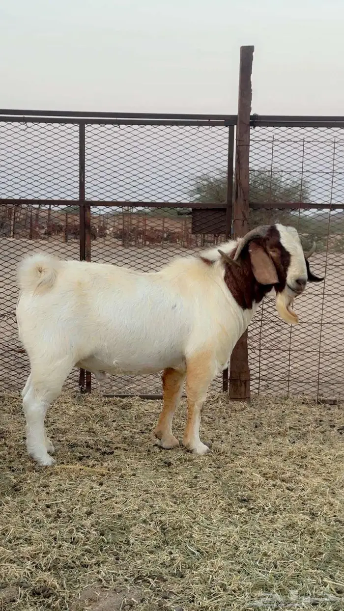 فحل بورقيت بيور صافي 4