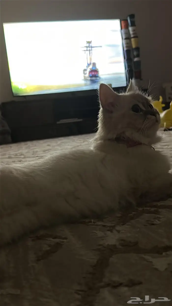 قطه راغدول للبيع 1