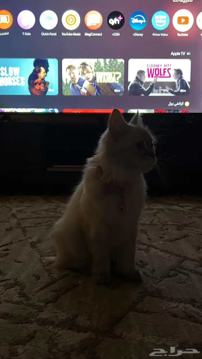 قطه راغدول للبيع 0