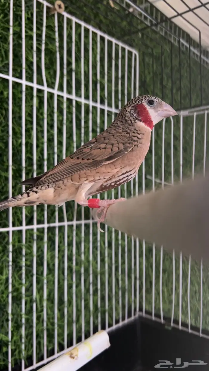 طير زيبرا المذبوح فينش 0