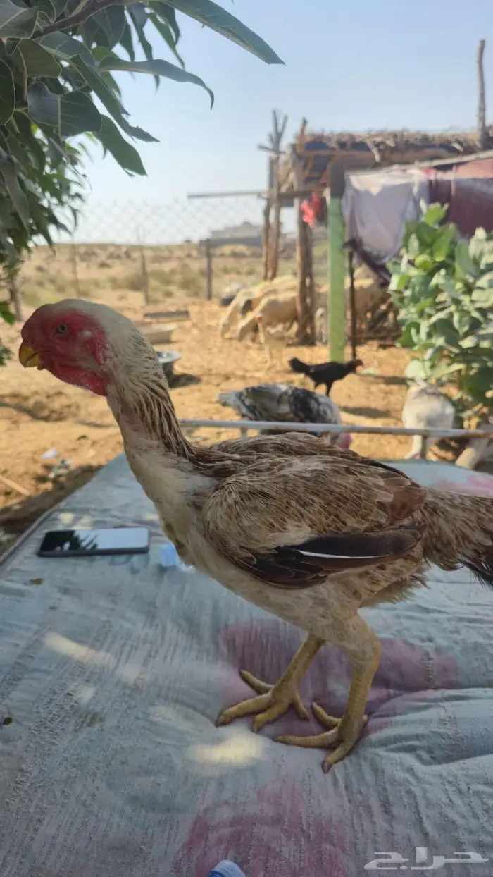 ديك ودجاجه فارسي اخوان 1