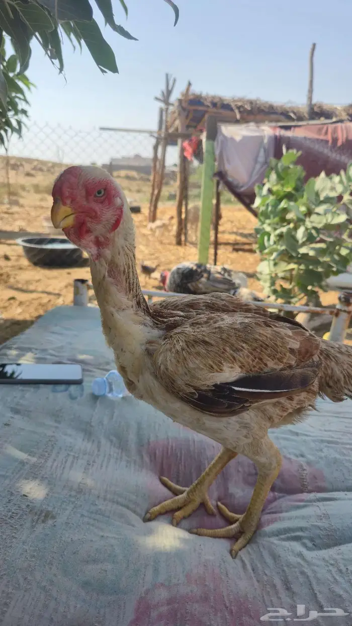 ديك ودجاجه فارسي اخوان 2