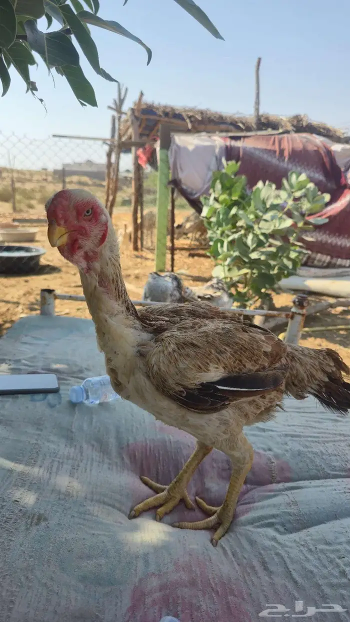 ديك ودجاجه فارسي اخوان 3