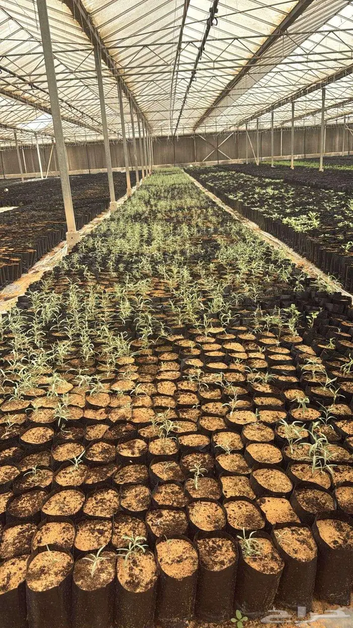 شتلات اشجار 7