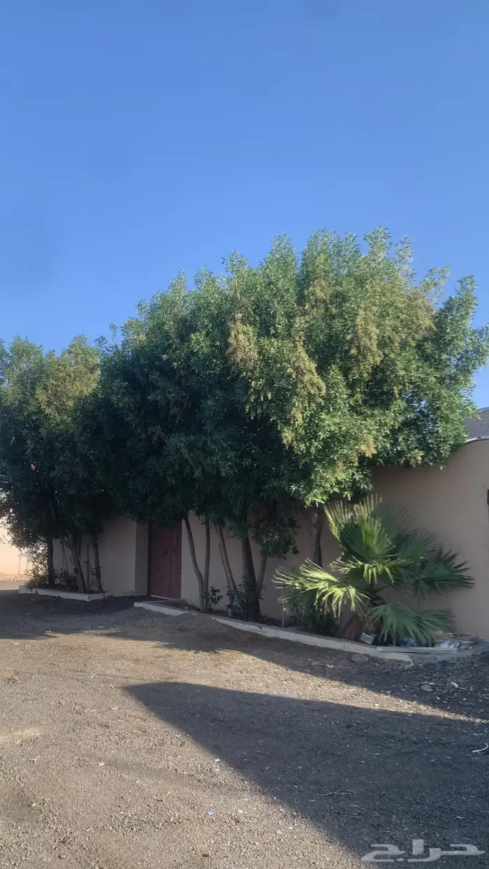 لايجار استراحه 0