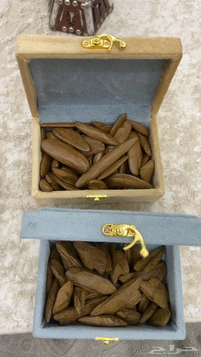 العود الازرق الملكي تبوك عروض 3