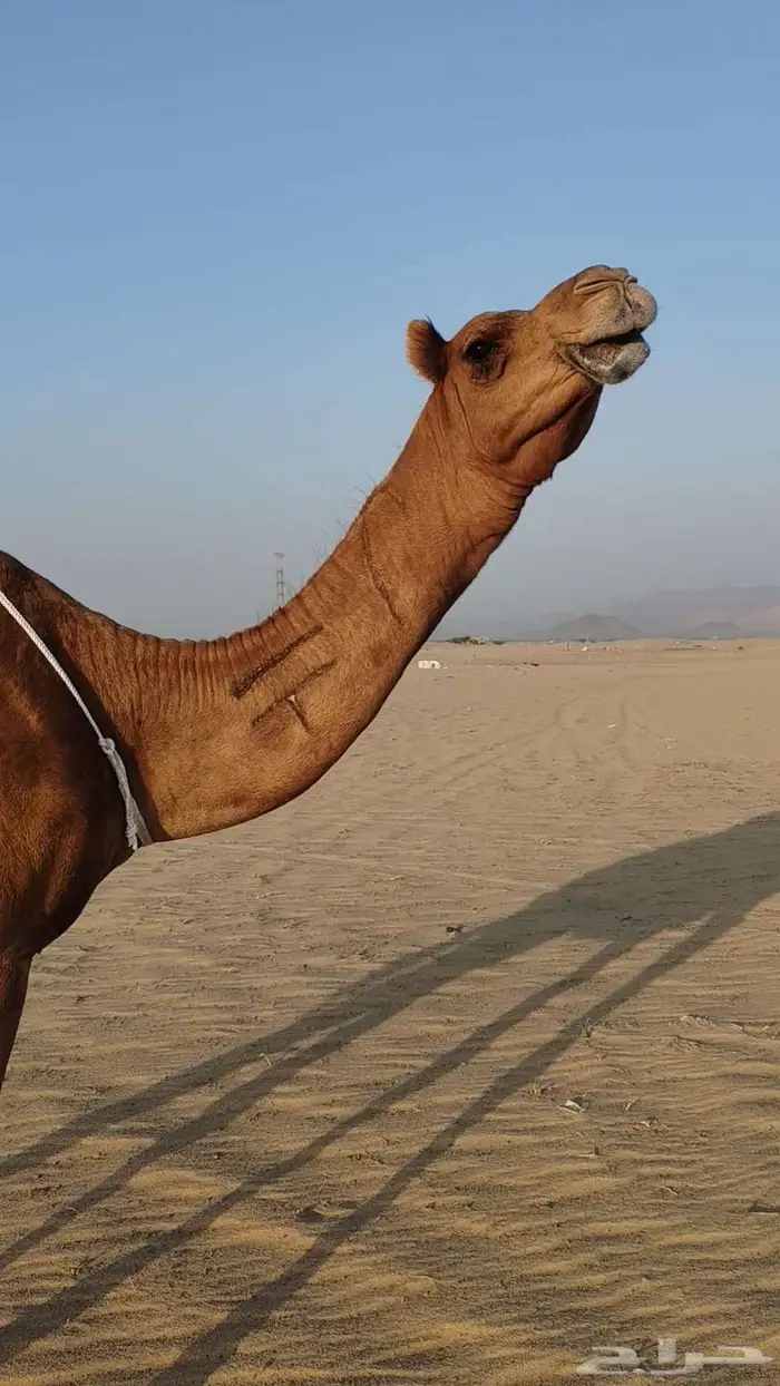 خلفه ساحليه حمرا منيحه 0