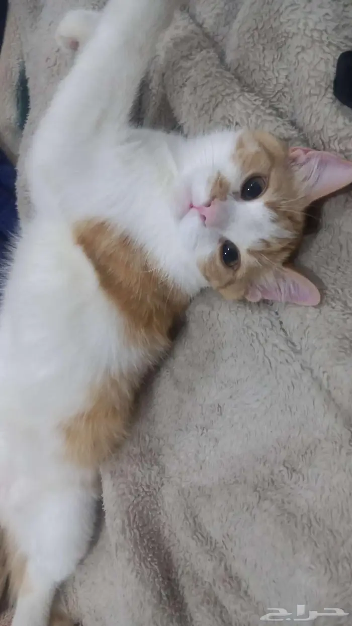 قطه بأسم مشمش للتبني 2