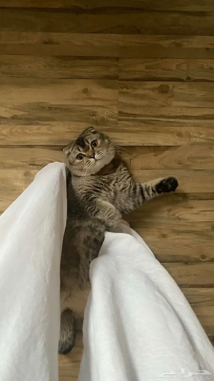 ذكر سكوتش دبل فولد للبيع 0