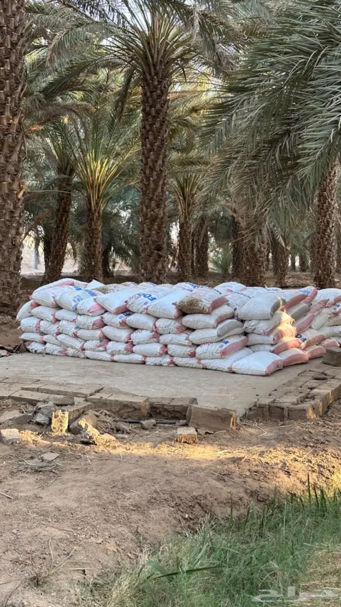 تمر علف للحلال والمواشي 1