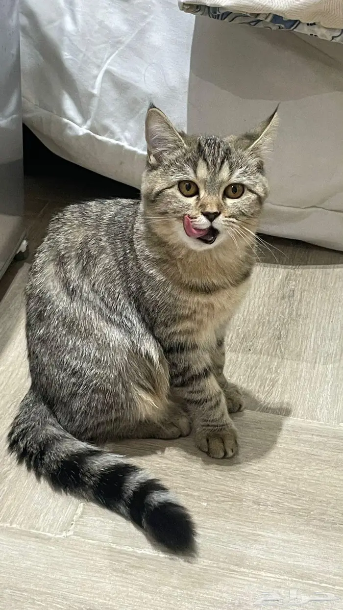 قطه للبيع هجين بين سكوتش و هملايا 3