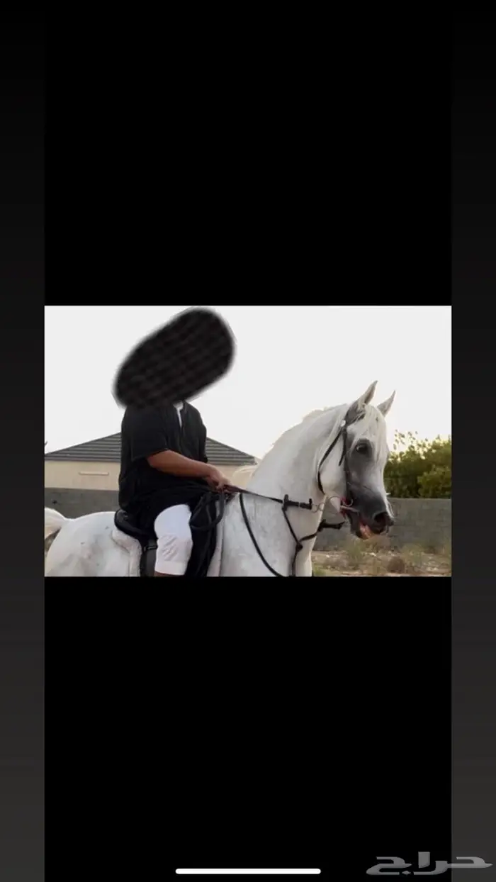 خيل واهو للبيع 1