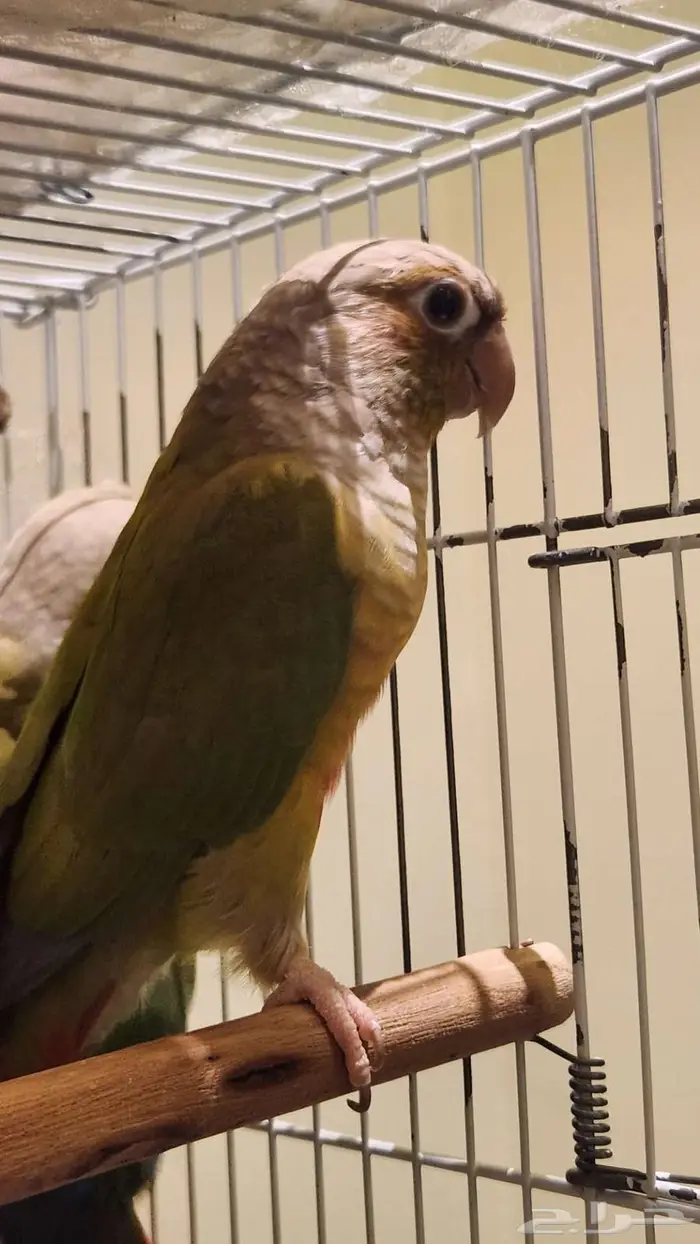 كنيور اناناسي 0