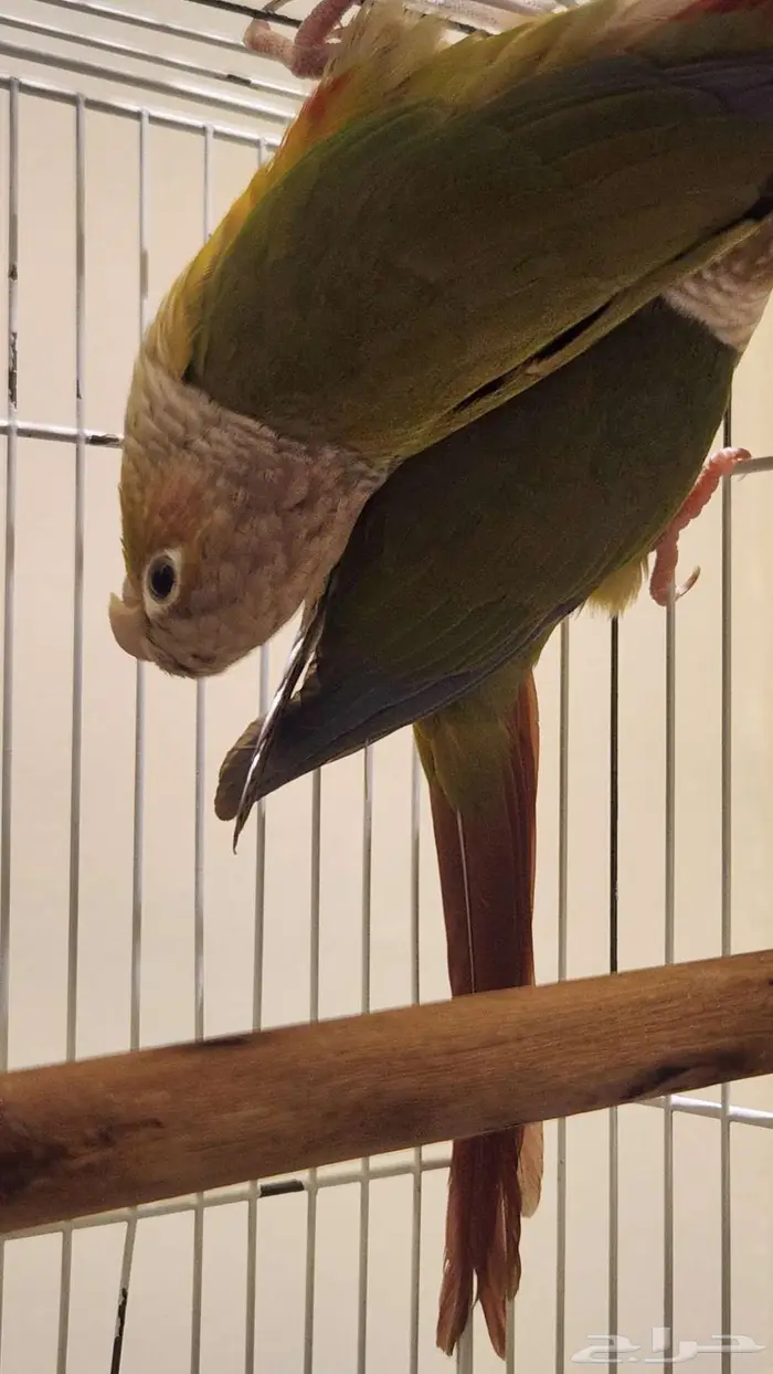 كنيور اناناسي 3