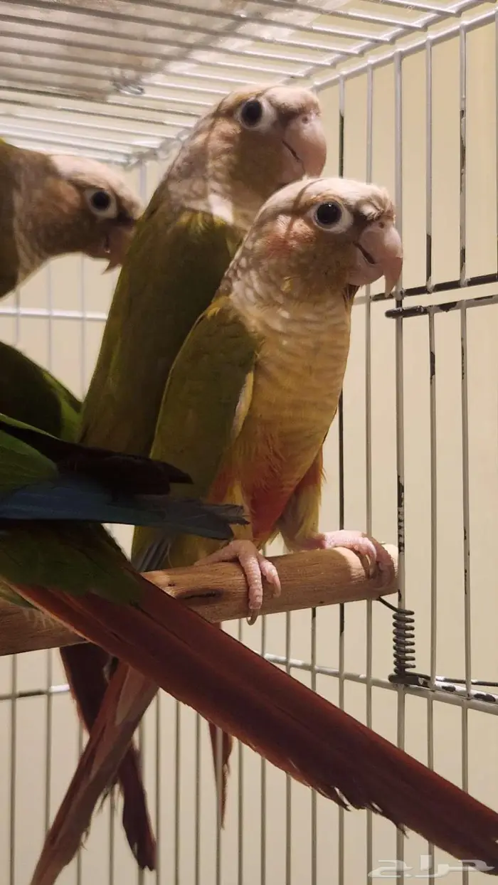 كنيور اناناسي 1